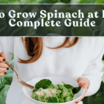 How to Grow Spinach at Home: Complete Guide