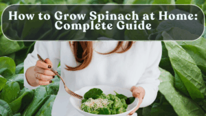 How to Grow Spinach at Home: Complete Guide