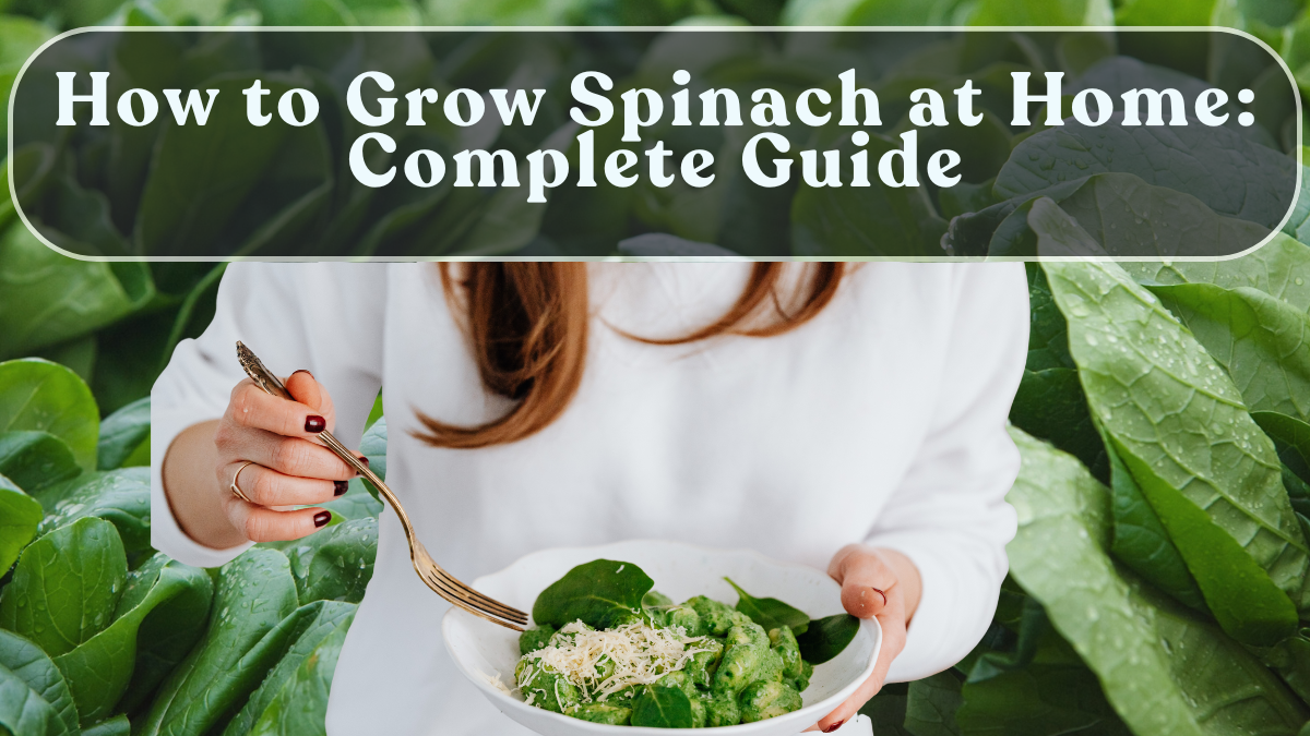 How to Grow Spinach at Home: Complete Guide