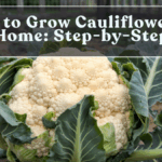 How to Grow Cauliflower at Home: Step-by-Step