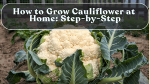 How to Grow Cauliflower at Home: Step-by-Step