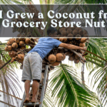 How I Grew a Coconut from a Grocery Store Nut