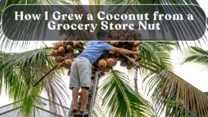 How I Grew a Coconut from a Grocery Store Nut