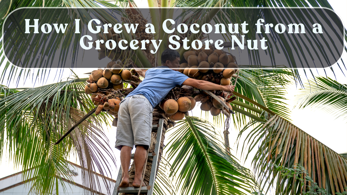 How I Grew a Coconut from a Grocery Store Nut
