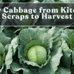 Grow Cabbage from Kitchen Scraps to Harvest