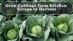 Grow Cabbage from Kitchen Scraps to Harvest