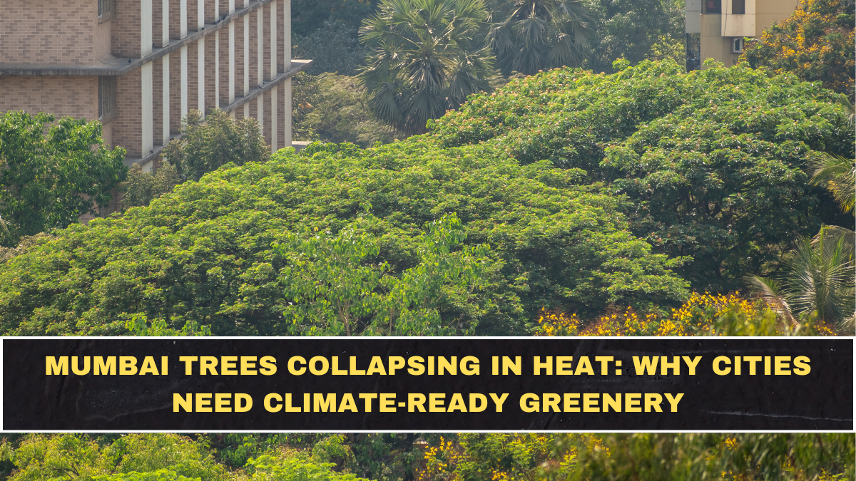 Mumbai Trees Collapsing in Heat: Why Cities Need Climate-Ready Greenery